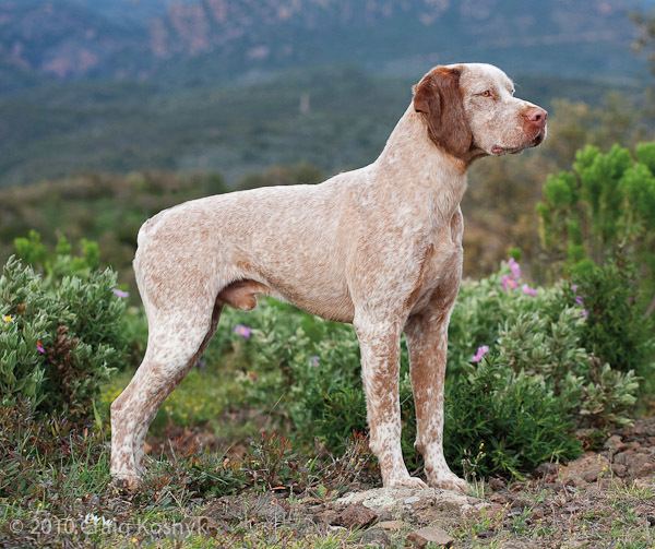 Braque du Bourbonnais Pointing Dog Blog Breed of the Week The Braque du Bourbonnais