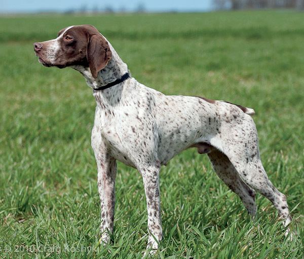 Braque Francais Pointing Dog Blog Breed of the Week The Braque Franais Part Two