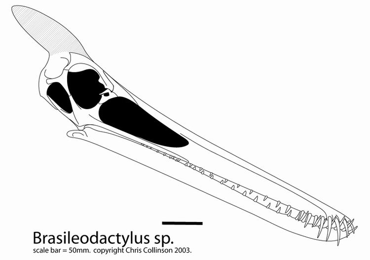 Brasileodactylus wwwornithodiranarodruPteroDataBrasileodactylu