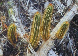 Brasilicereus cactusclassificationsciencewpcontentuploads20