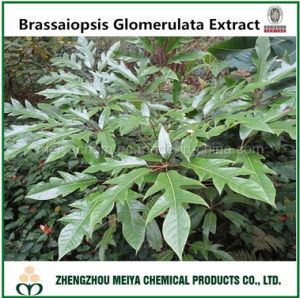 Brassaiopsis China Origin Whole Herb Brassaiopsis Glomerulata Leaf Powder Extract