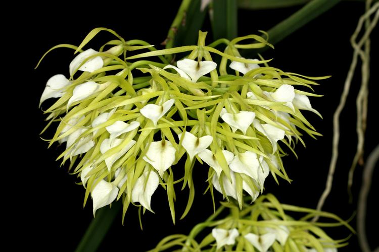 Brassavola Hamlyn Orchids Ltd Brassavola Species amp Hybrids