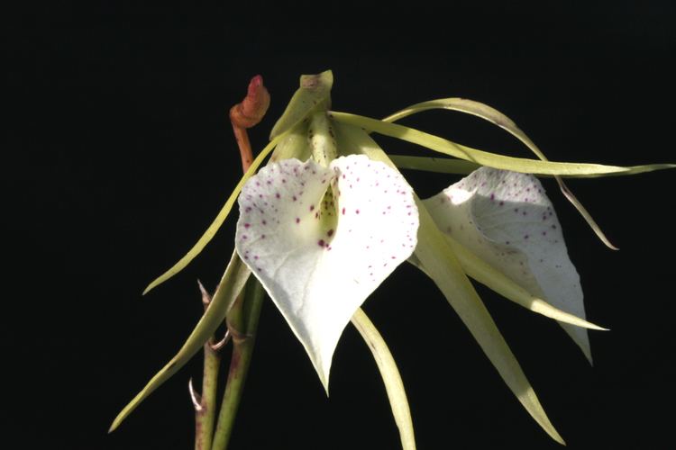 Brassavola Hamlyn Orchids Ltd Brassavola Species amp Hybrids
