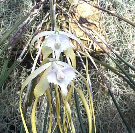 Brassavola cucullata Brassavola cucullata Orchidaceae