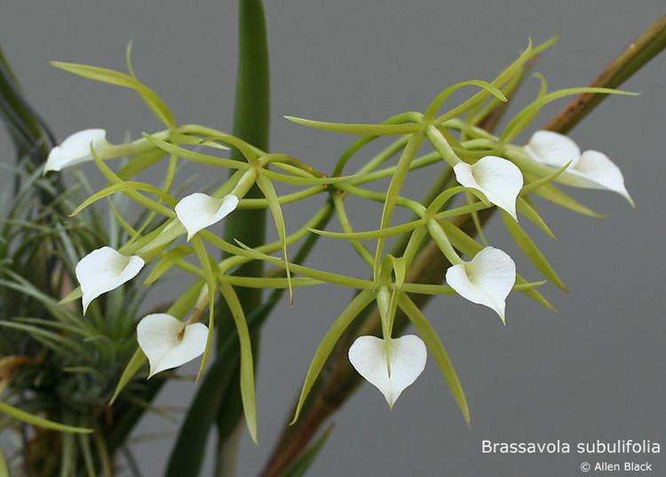 Brassavola IOSPE PHOTOS