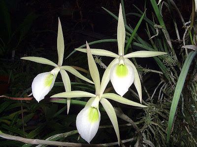 Brassavola flagellaris Cattleya Orchid Source Brassavola flagellaris