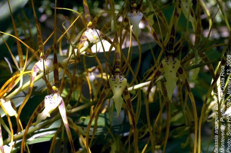 Brassia arcuigera Brassia arcuigera Orchidaceae image 35427 at PlantSystematicsorg