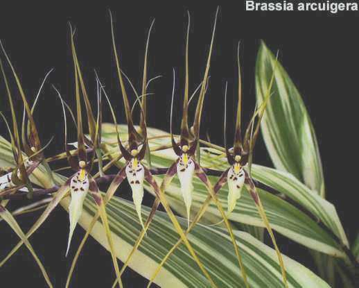 Brassia arcuigera IOSPE PHOTOS