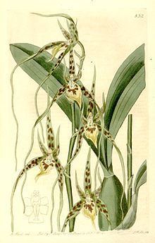 Brassia caudata httpsuploadwikimediaorgwikipediacommonsthu