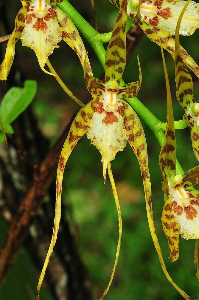 Brassia caudata Brassia caudata Spider Orchid Go Orchids