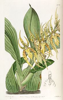 Brassia lanceana httpsuploadwikimediaorgwikipediacommonsthu