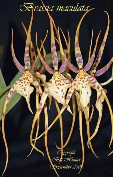 Brassia maculata Species Specific Forum Growing Orchids and Hybrids View topic