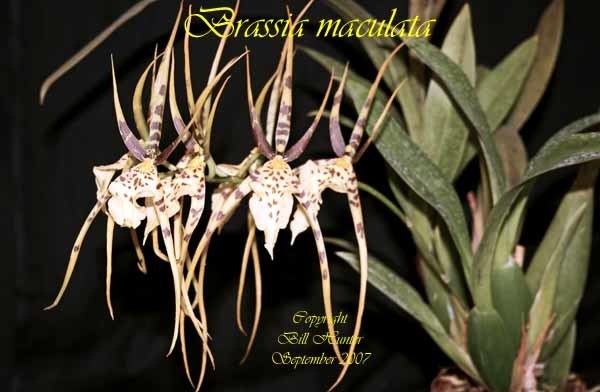 Brassia maculata Species Specific Forum Growing Orchids and Hybrids View topic