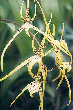 Brassia maculata httpsuploadwikimediaorgwikipediacommonsthu