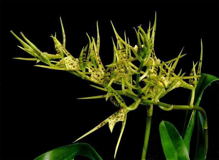 Brassia maculata Brassia maculata Exotic Rainforest rare tropical plants