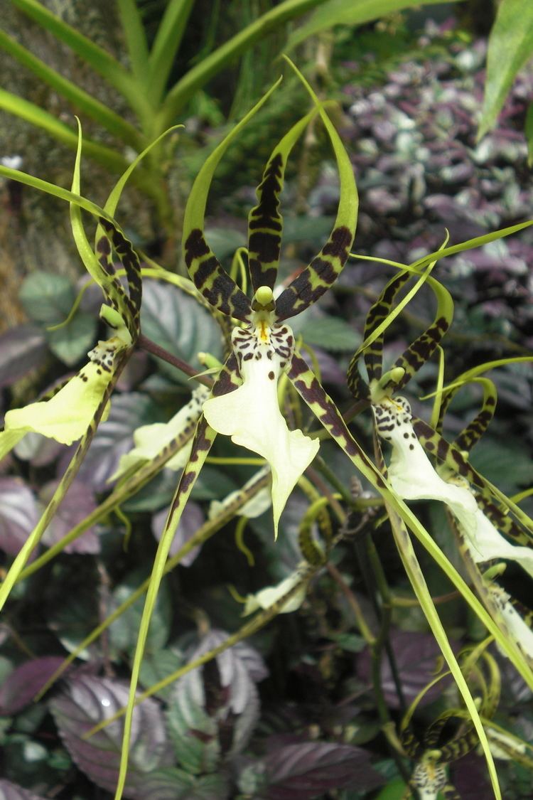 Brassia maculata FileBrassia maculata 2 Turnstangejpg Wikimedia Commons