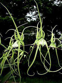 Brassia verrucosa httpsuploadwikimediaorgwikipediacommonsthu