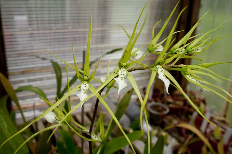 Brassia verrucosa Species Specific Forum Growing Orchids and Hybrids View topic