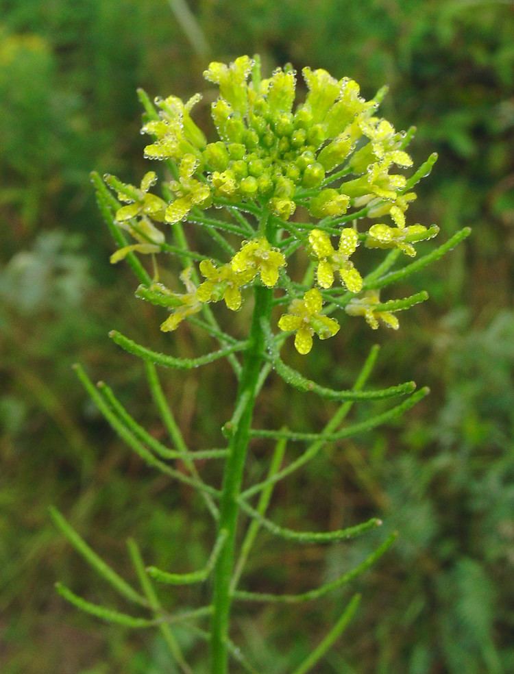 Brassica Genus Brassica mustard Go Botany
