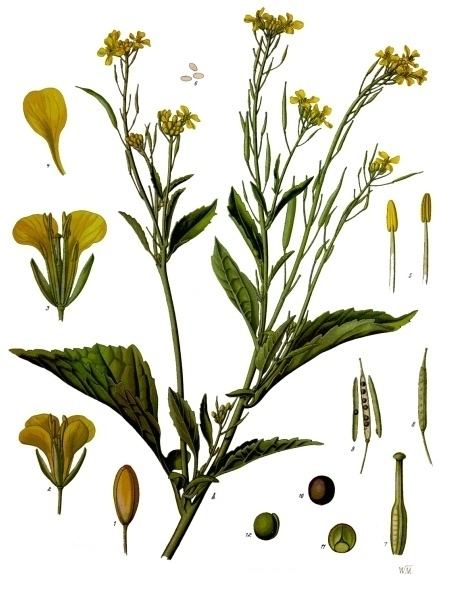 Brassica Brassica juncea Wikipedia