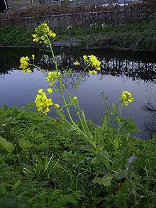 Brassica Brassica Wikipedia