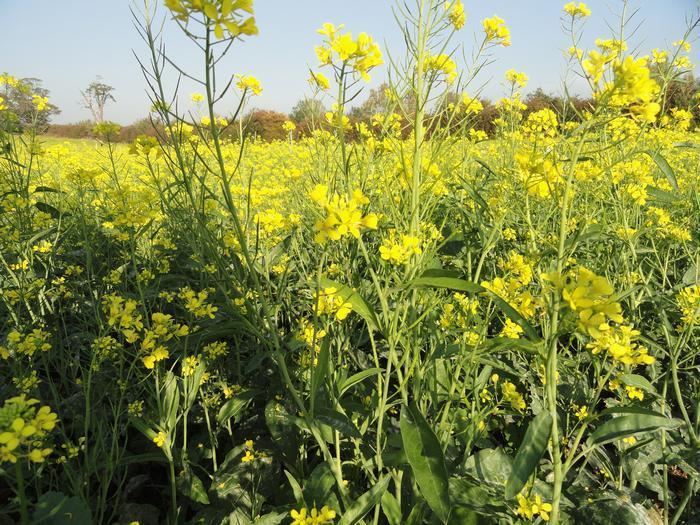 Brassica Research The use of Brassica species for the Management of Potato