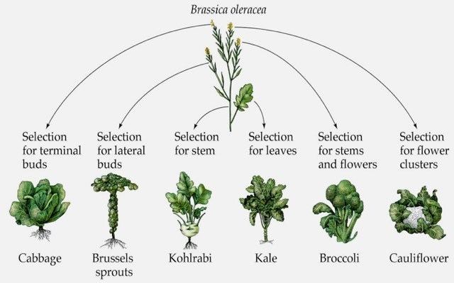 Brassica The magical Brassica oleracea plant