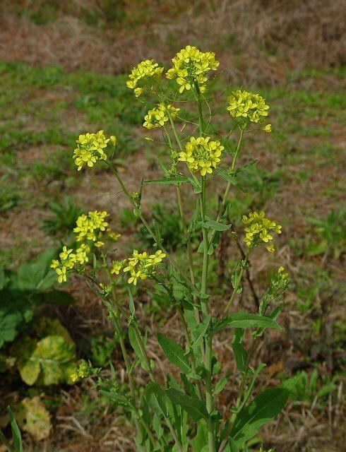 Brassicaceae - Wikipedia