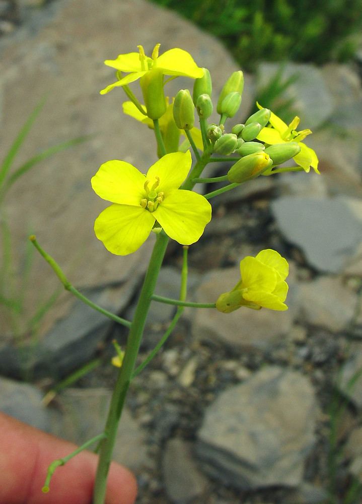 Brassica Brassica rapa rape Go Botany