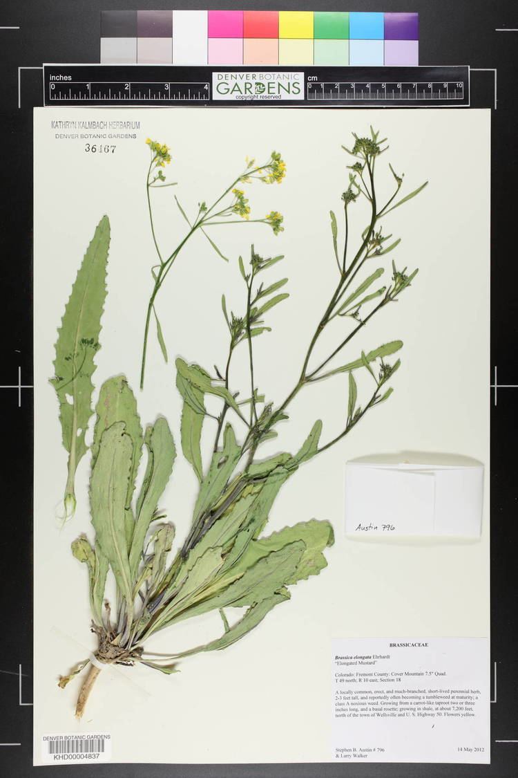 Brassica elongata hasbrouckasueduimglibseinetKHDKHD00004KHD00