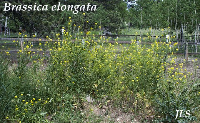 Brassica elongata NonNative Latin Species Name NonNative Common Species Name