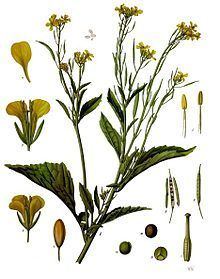 Brassica juncea httpsuploadwikimediaorgwikipediacommonsthu