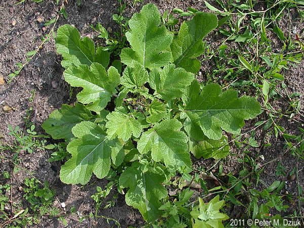 Brassica nigra Brassica nigra Black Mustard Minnesota Wildflowers