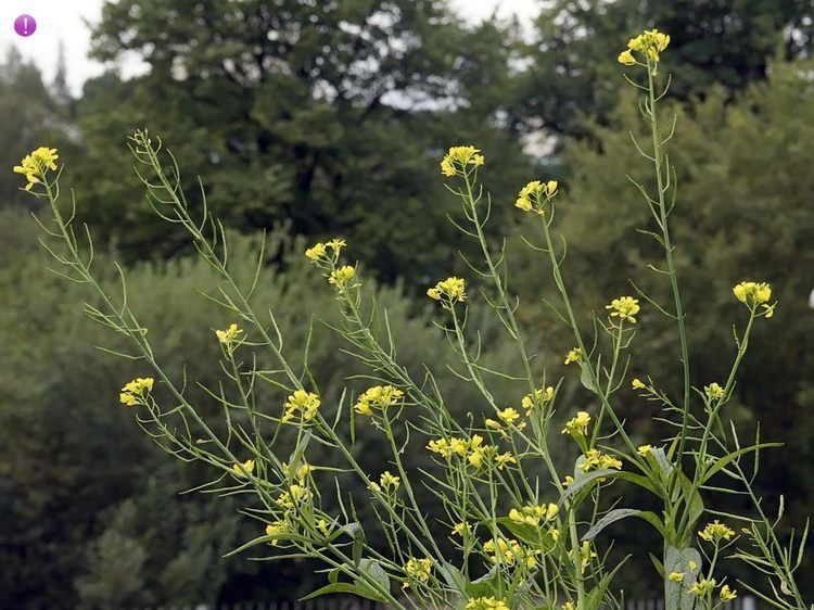 Brassica nigra Black Mustard Brassica nigra Flowers NatureGate