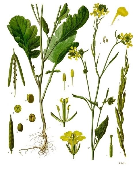 Brassica nigra httpsuploadwikimediaorgwikipediacommons33