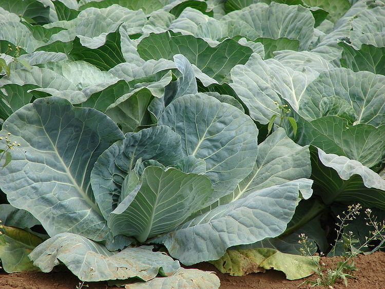 Brassica oleracea Brassica oleracea capitata CabbageOrnamental Cabbage Red Cabbage