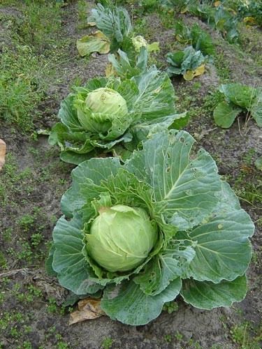 Brassica oleracea AgroAtlas Crops Brassica oleracea L convar capitata L Headed