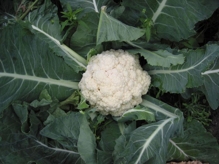 Brassica oleracea Brassica oleracea botrytis Cauliflower PFAF Plant Database