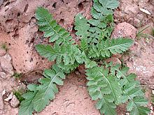 Brassica tournefortii httpsuploadwikimediaorgwikipediacommonsthu