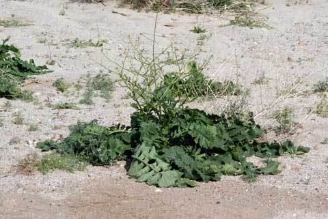 Brassica tournefortii Brassica tournefortii