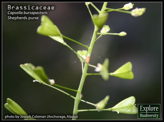 Brassicaceae Brassicaceae Mustard Family Plant Family Web Videos