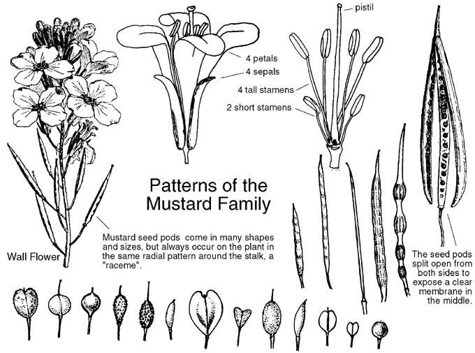 Brassicaceae Brassicaceae Mustard Family Identify plants weeds and flowers