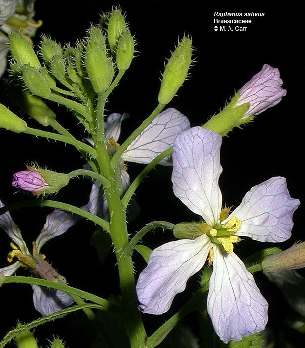 Brassicaceae Flowering Plant Families UH Botany