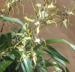 Brassidium Brassidium Orchids These Are Beautiful Spiders in a Beautiful