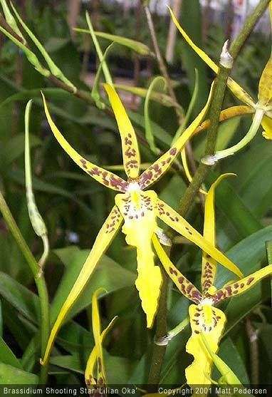 Brassidium Orchid Photo Galleries Brassias and Intrageneric Hybrids Heavily