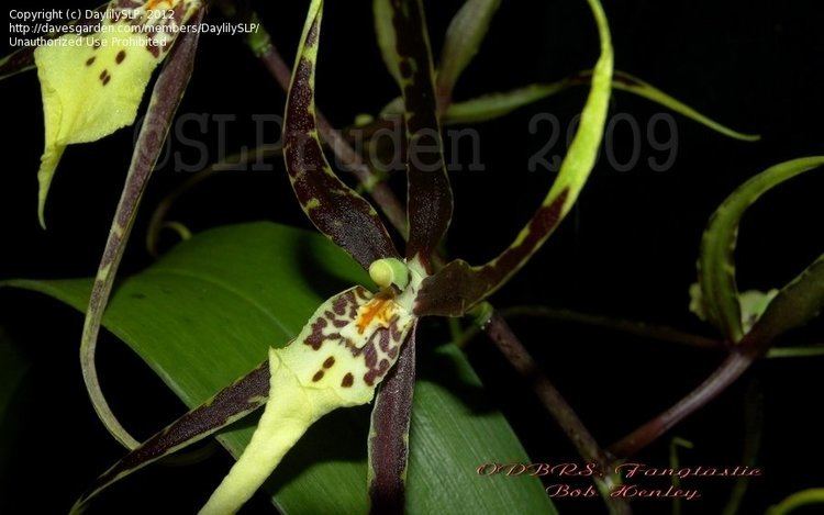 Brassidium Orchid Brassidium Fangtastic Bob Henley Brassidium