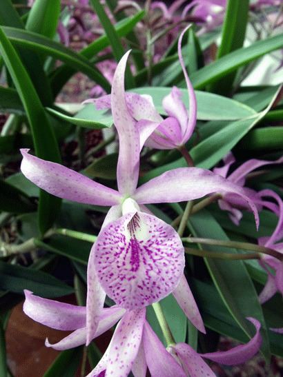 Brassocattleya orchidsgreendrophomecomsrccatalogpicBrasso