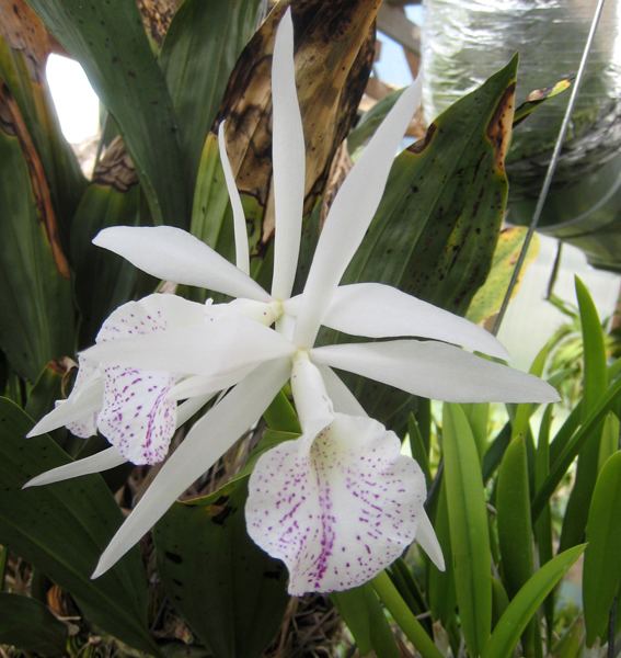 Brassocattleya Brassocattleya Nanipuakea 39Dogashima39