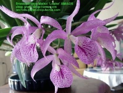 Brassocattleya Brassocattleya Maikai 39Louise39 AMAOS Size L Orchids shop from