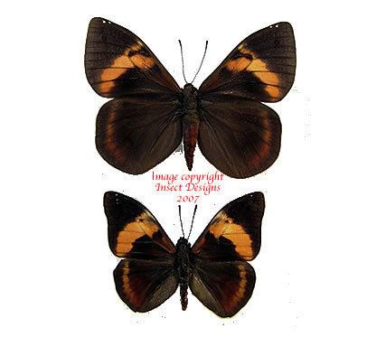 Brassolis sophorae Insect Designs Butterflies and Moths Brassolidae Brassolis